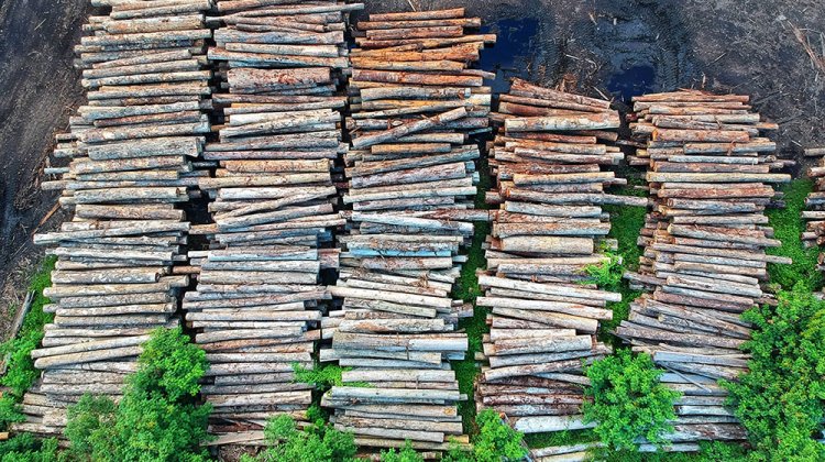 COP26: Líderes mundiales se comprometen a terminar con la deforestación.