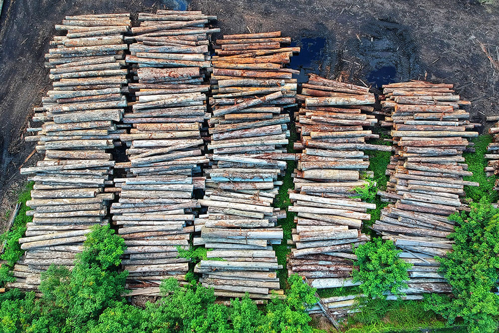 COP26: Líderes mundiales se comprometen a terminar con la deforestación.